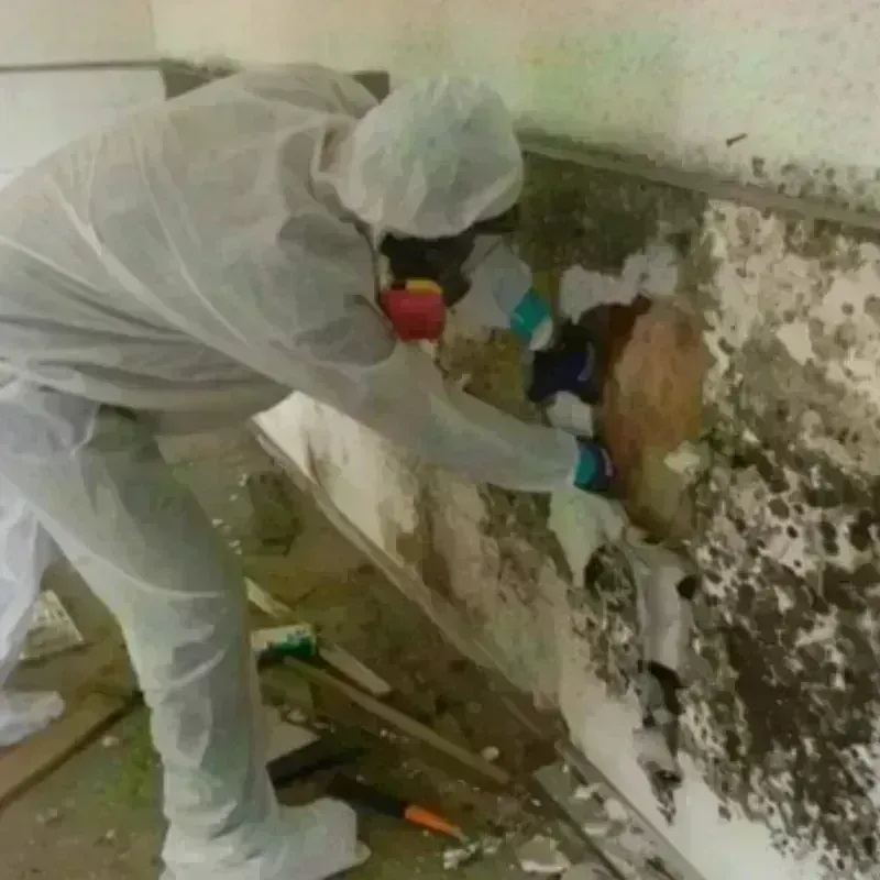 Mold Remediation and Removal in Esparto, CA